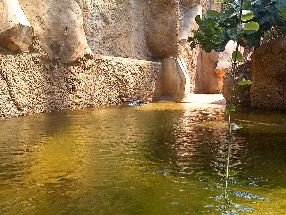 Zwergflusspferd copyright by thk-design