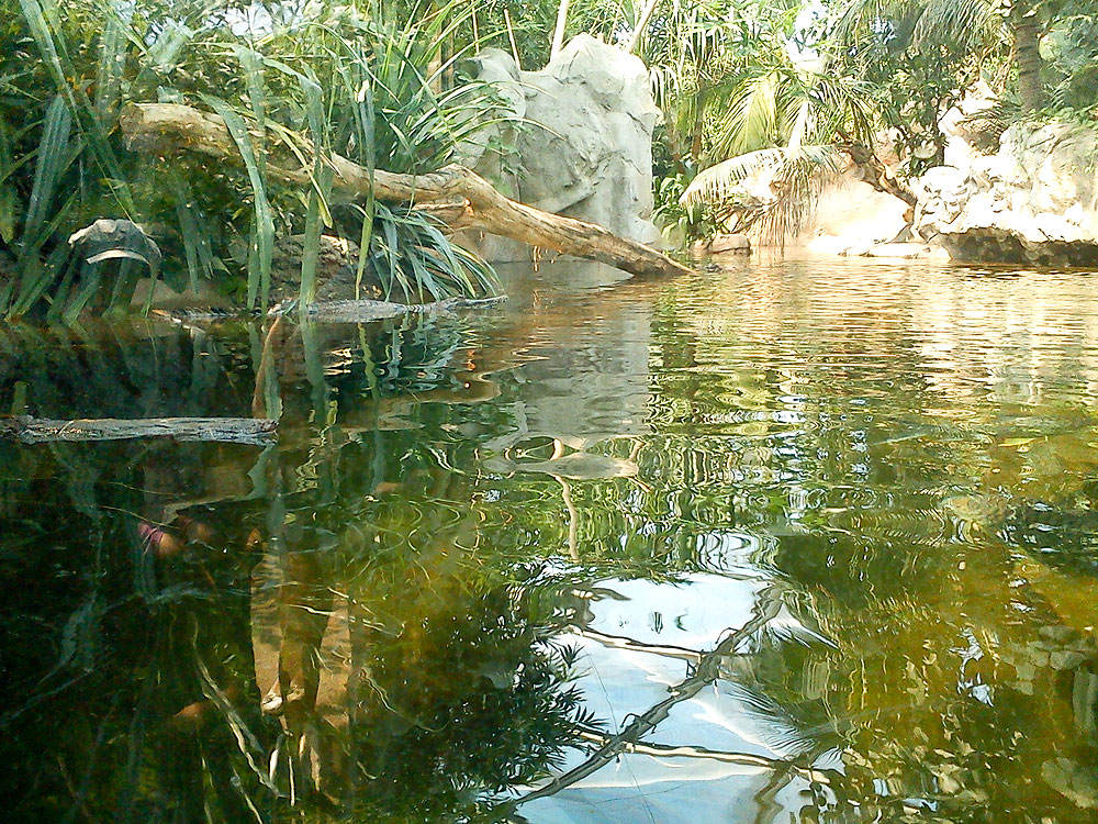 Sunda-Gaviale copyright by thk-design