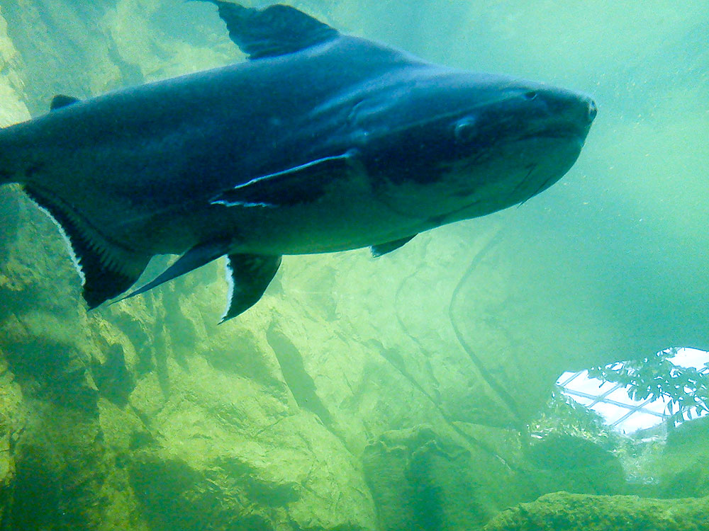 Riesenhaiwels copyright by thk-design