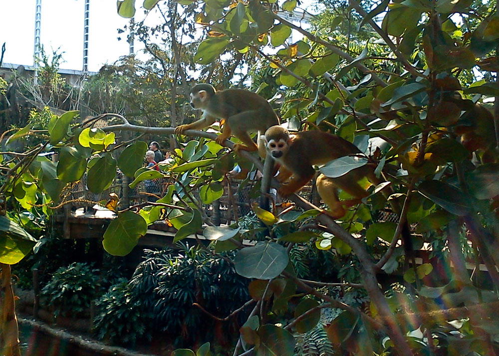 Totenkopfäffchen copyright by thk-design