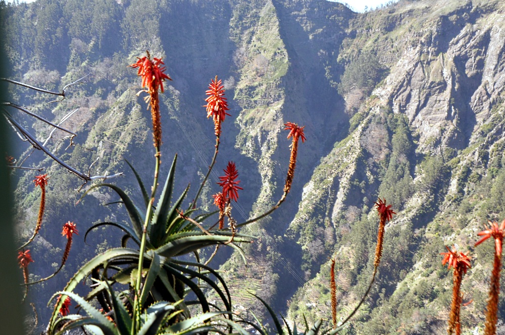 Gebirgskakteen in Madeira