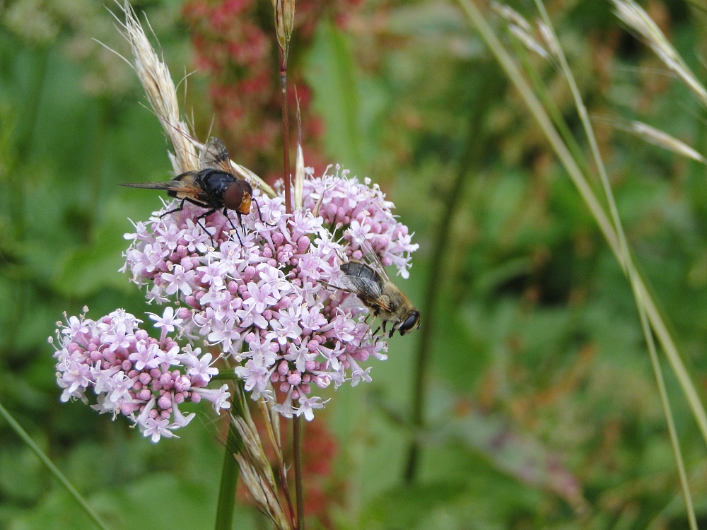 Ein Paradies für Bienen...