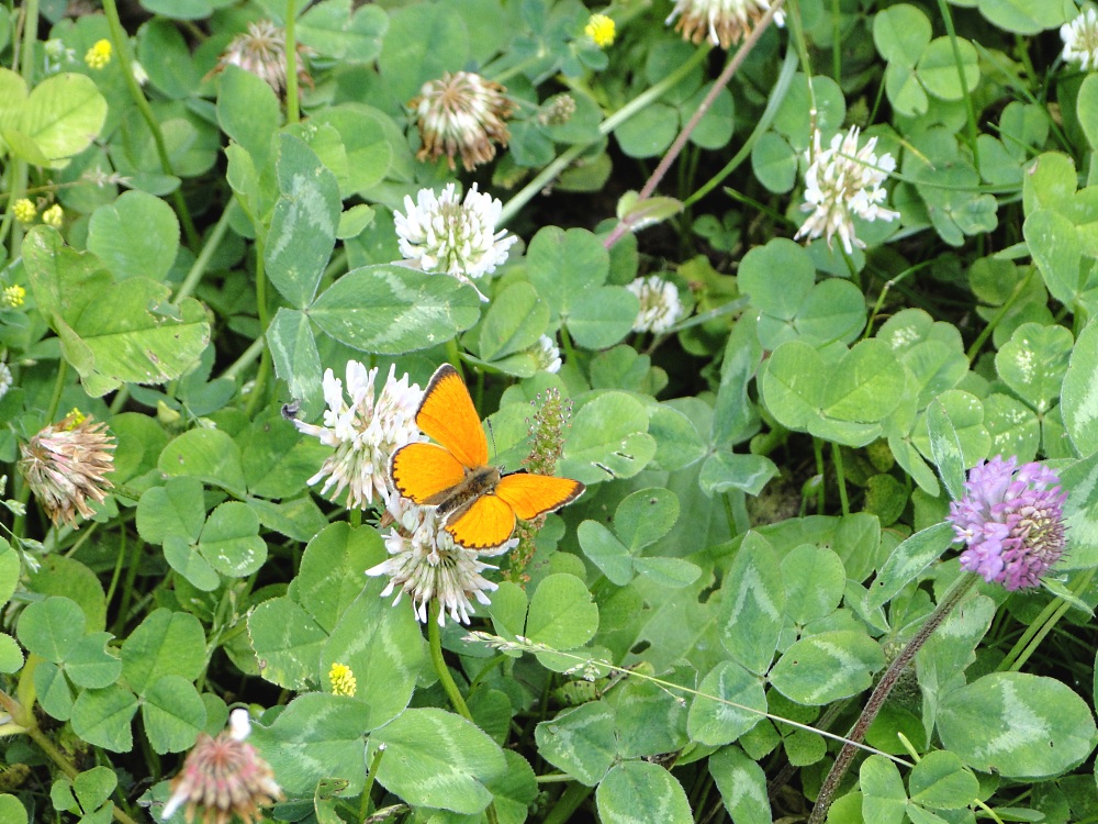 ...und Schmetterlinge.