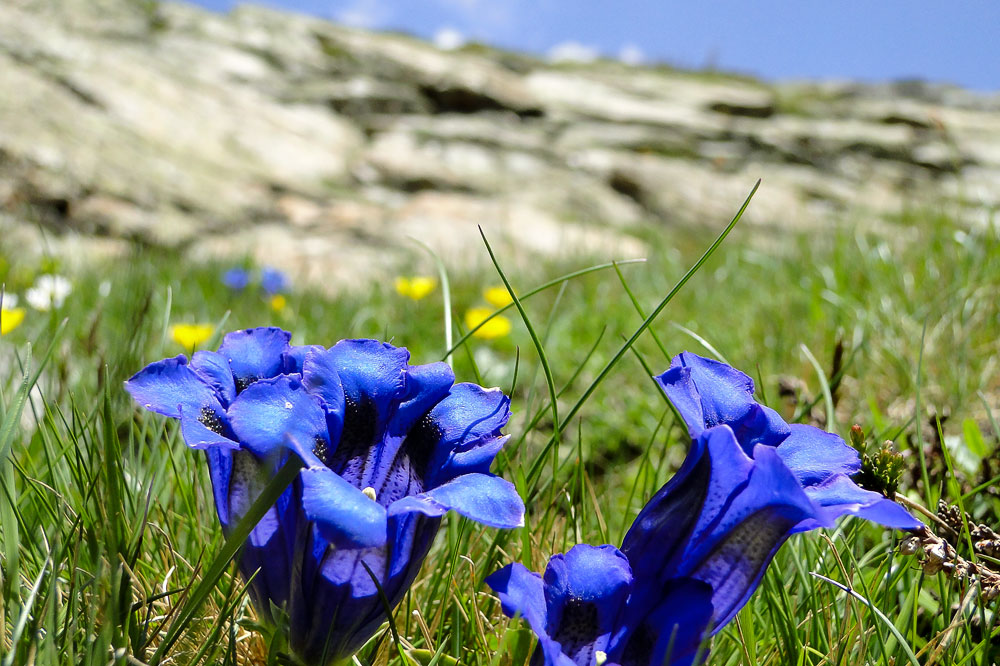 Man trift sie hier allerorten, die Schönheit der Natur.