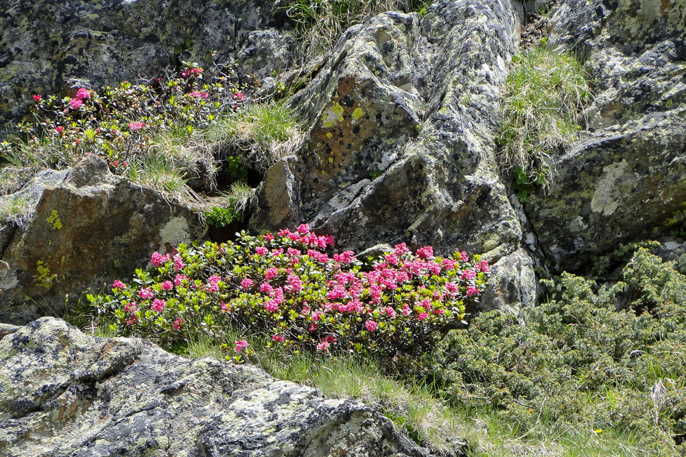 Farbtupfer zwischen grauem Fels