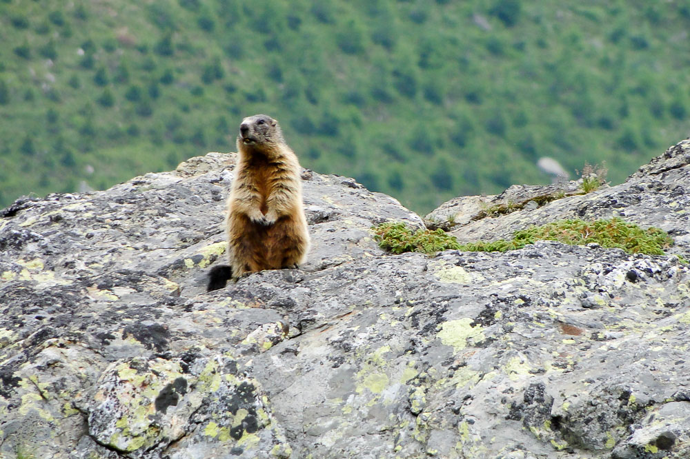 Murmeltiere muss man einfach gern haben