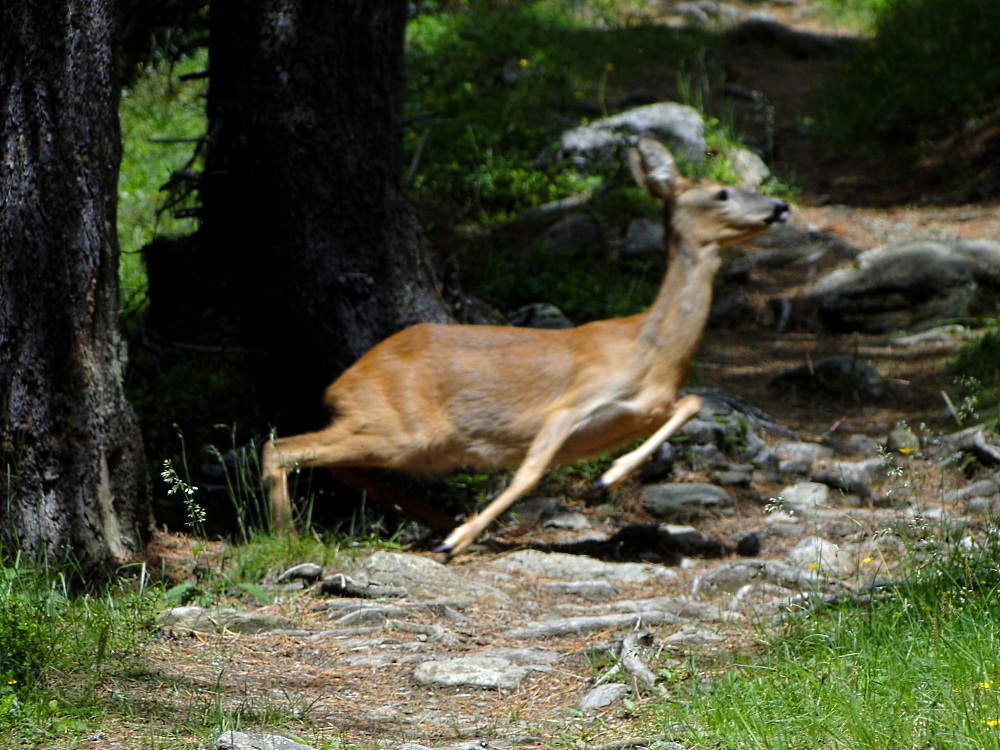 Manchmal muss man allerdings auch blitzschnell sein.