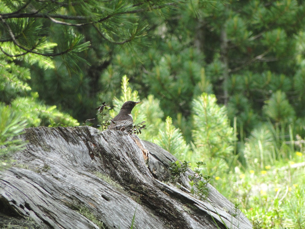 Mit Geduld gelingen viele Tieraufnahmen